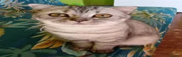 Scottish gatti in vendita: Scottish fold  - Annuncio 1