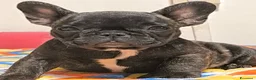 Bulldog Francese cani in vendita: Cuccioli di Bulldog francese - Annuncio 3