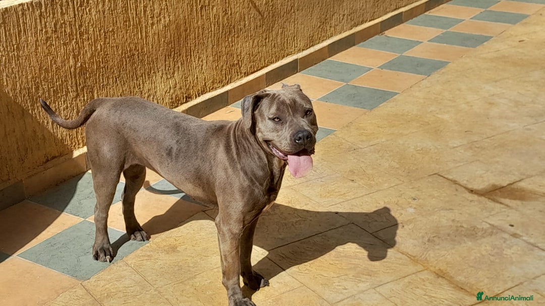 Pitbull cani in regalo: Splendida Pitbull - ELLA a Città metropolitana di Milano - Immagine 1