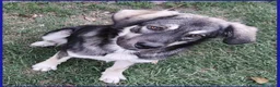 Meticcio cani in regalo: ZANZARA CUCCIOLOTTA 6-7 MESI VUOLE SOLO UNA MAMMA - Annuncio 3