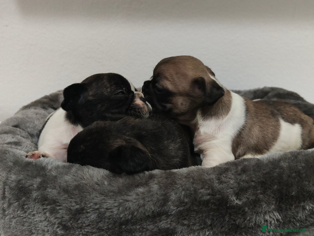 Immagine della galleria {{count}}