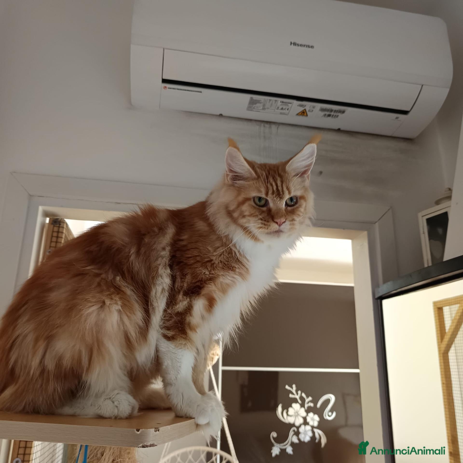 Maine Coon gatti Cuccioli Maine Coon - Annuncio 3