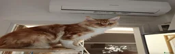 Maine Coon gatti in vendita: Cuccioli Maine Coon a Provincia di Padova - Annuncio 1