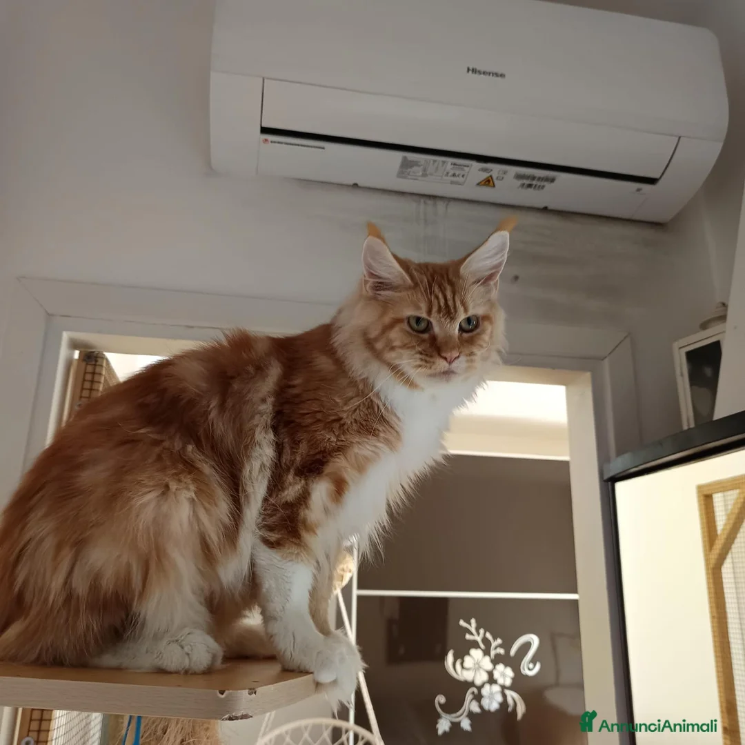 Maine Coon gatti in vendita: Cuccioli Maine Coon a Provincia di Padova - Annuncio 1