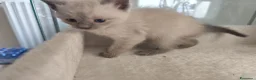 Ragdoll gatti in vendita: Gattini Ragdoll  - Annuncio 10