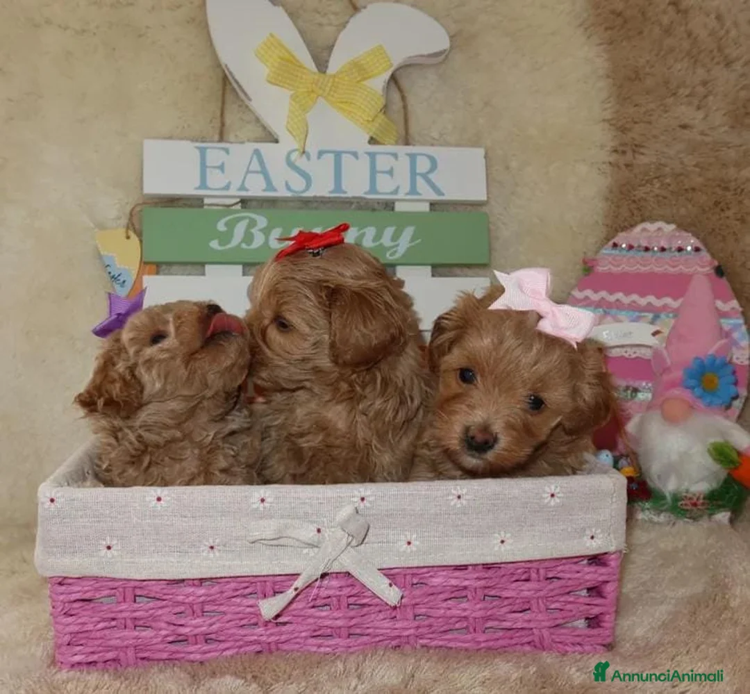 Maltipoo cani in vendita: Splendidi cuccioli di Maltipoo - Annuncio 2