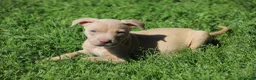 Pitbull cani in vendita: Pit Bull con pedigree anche a rate  - Annuncio 34