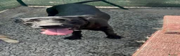 Meticcio cani in regalo: Un amore, dolcissima! bellissima! 3 anni 2 anni  - Annuncio 5