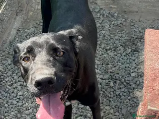 Meticcio cani Un amore, dolcissima! bellissima! 3 anni 2 anni - Annuncio 3