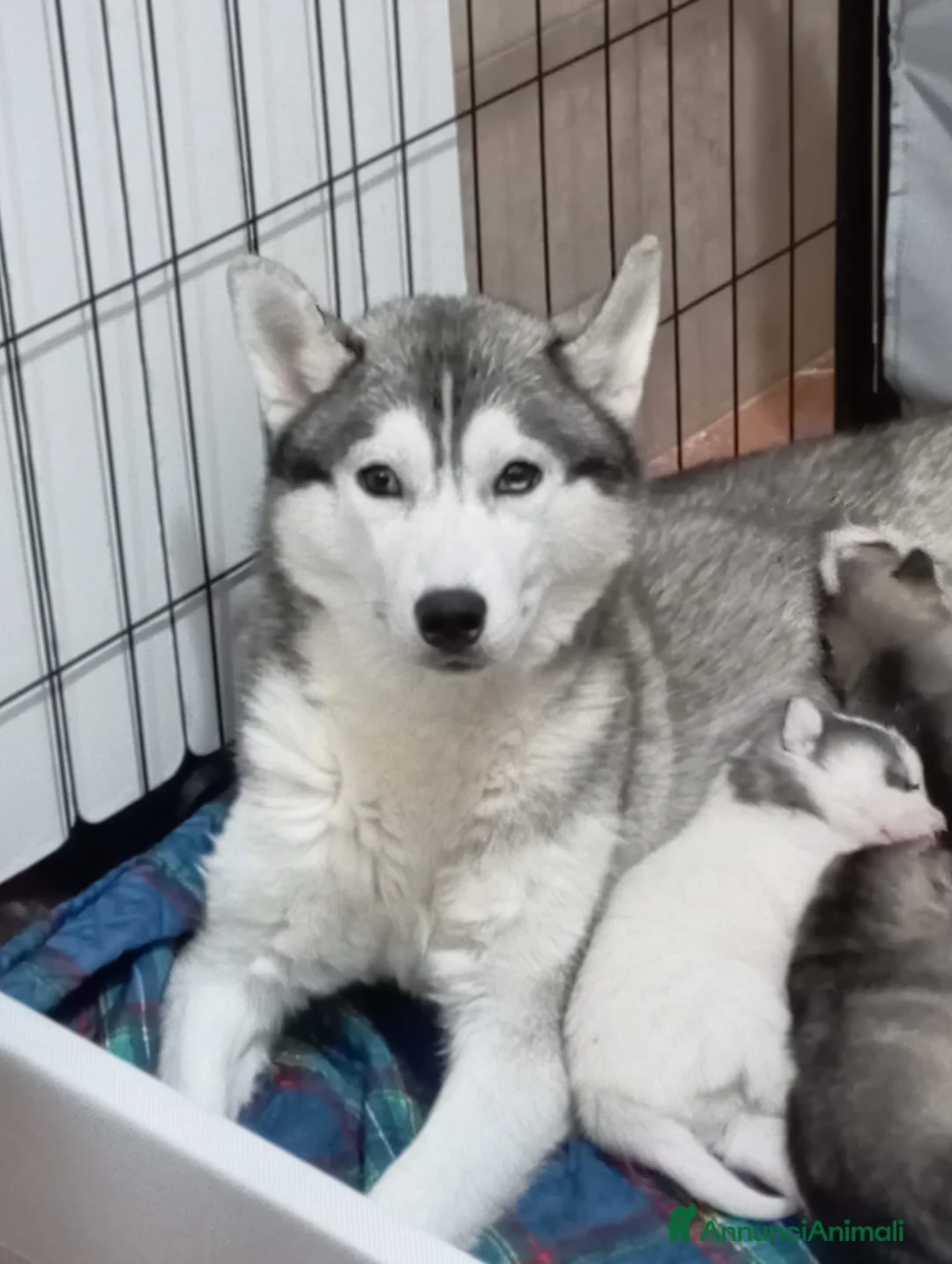 Husky cani in vendita: Cuccioli di Siberian Husky  a Provincia di Pavia - Annuncio 1