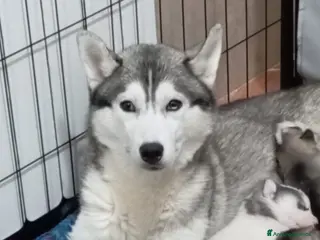 Husky cani Cuccioli di Siberian Husky - Annuncio 10