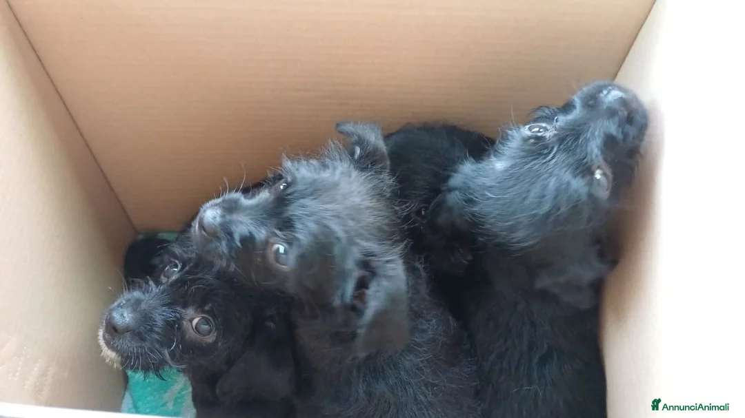 Meticcio cani in regalo: Mini cucciolata 2 maschi e 2 femm. - Annuncio 2