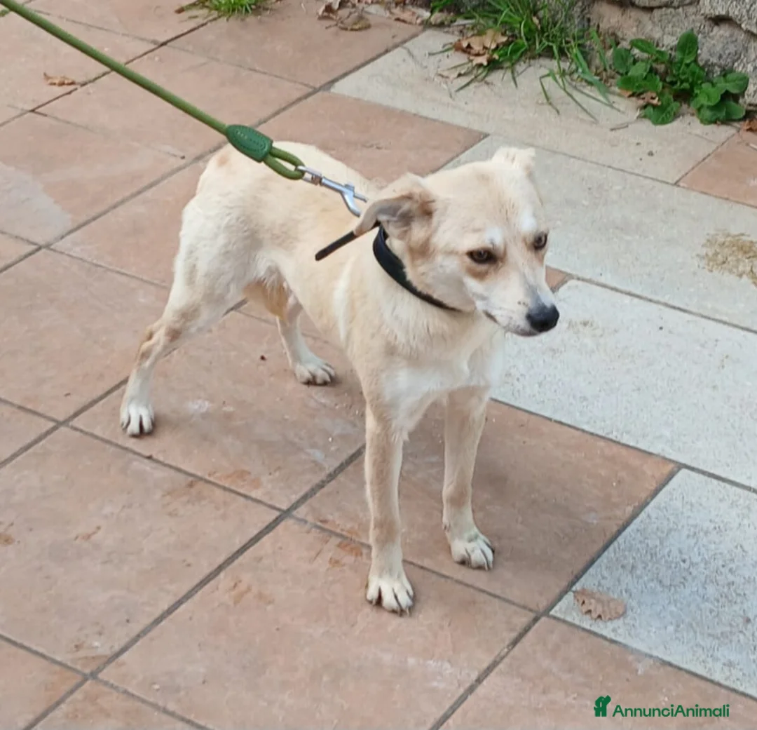 Meticcio cani in regalo: TAGLIA PICCOLA BRICIOLA  a Città metropolitana di Milano - Annuncio 2