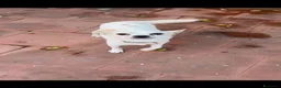Chihuahua cani in regalo: BUDINO CHIHUAHUA DI 3 ANNI CERCA CASA - Annuncio 3