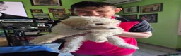 Maltipoo cani in vendita: Cucciolo maltipoo - Annuncio 2
