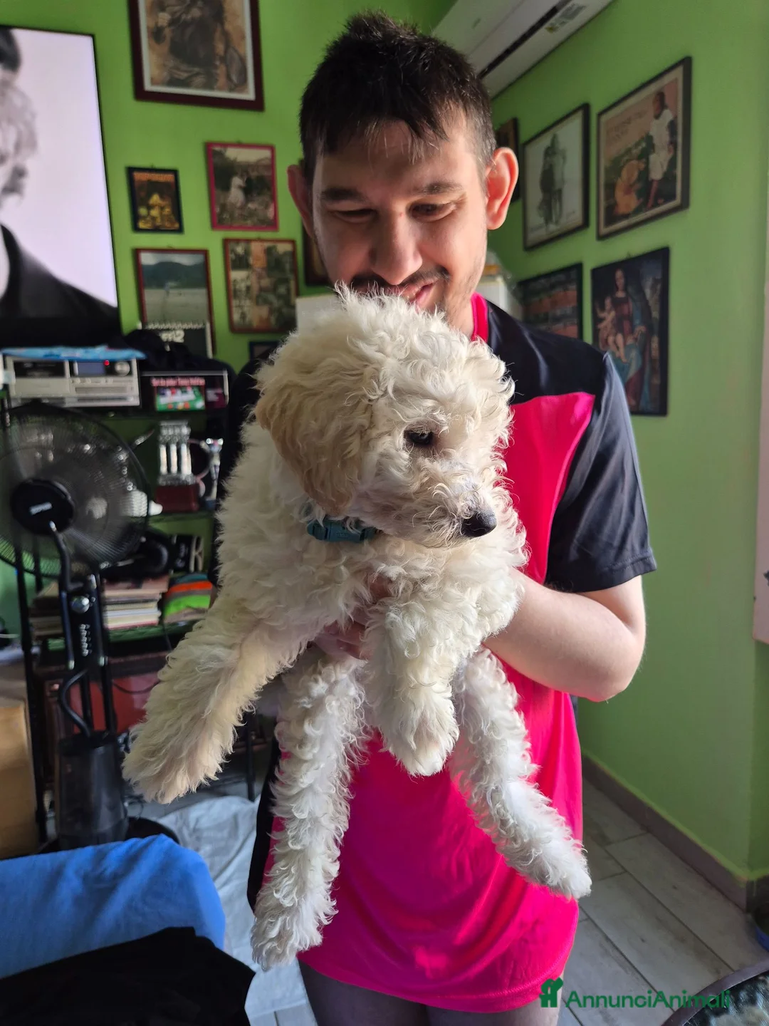 Maltipoo cani in vendita: Cucciolo maltipoo - Annuncio 2