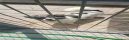 Meticcio cani in regalo: Lillo piccola taglia coccolone a Città Metropolitana di Bologna - Annuncio 2