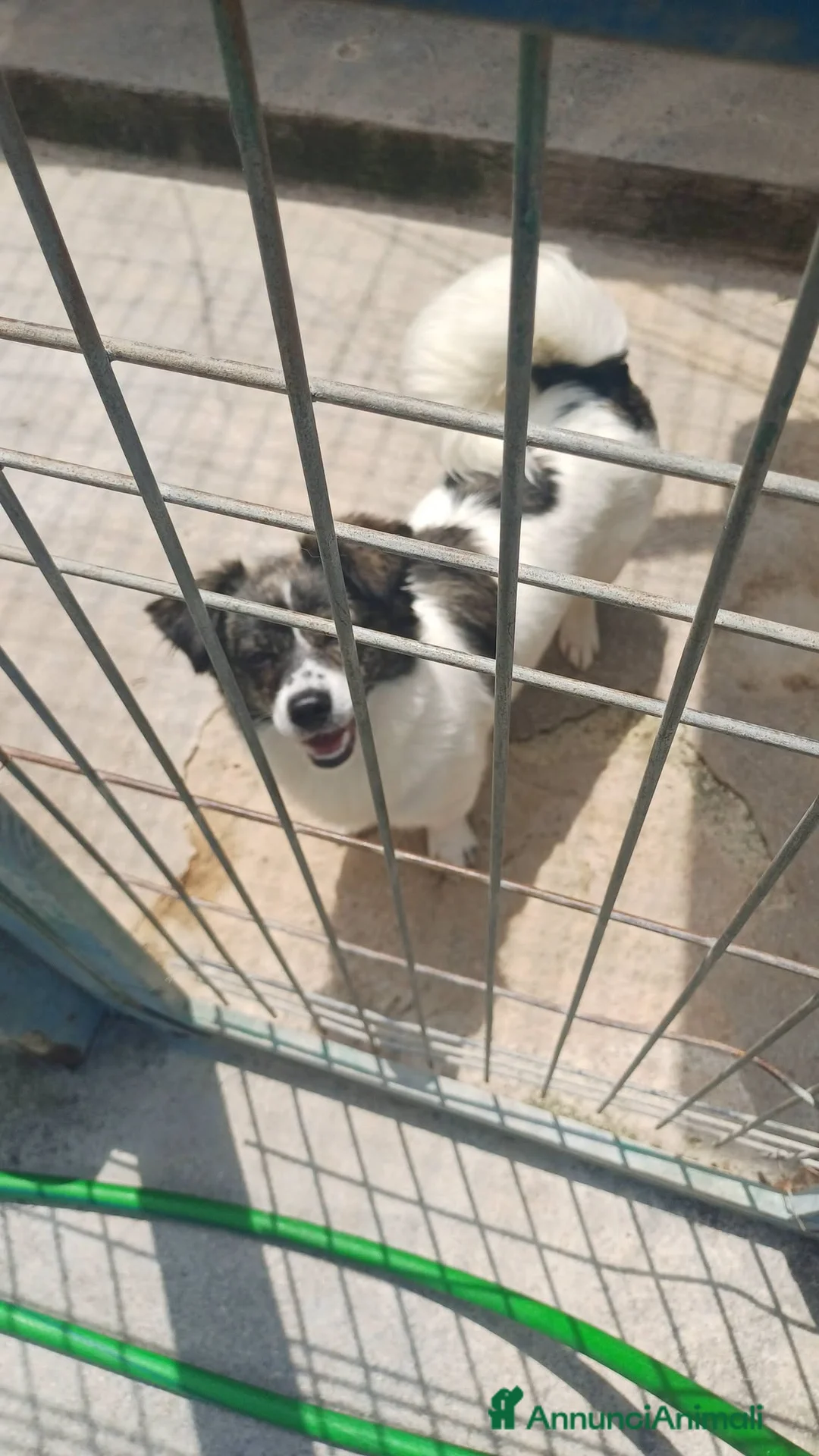Meticcio cani in regalo: Lillo piccola taglia coccolone a Città Metropolitana di Bologna - Annuncio 2
