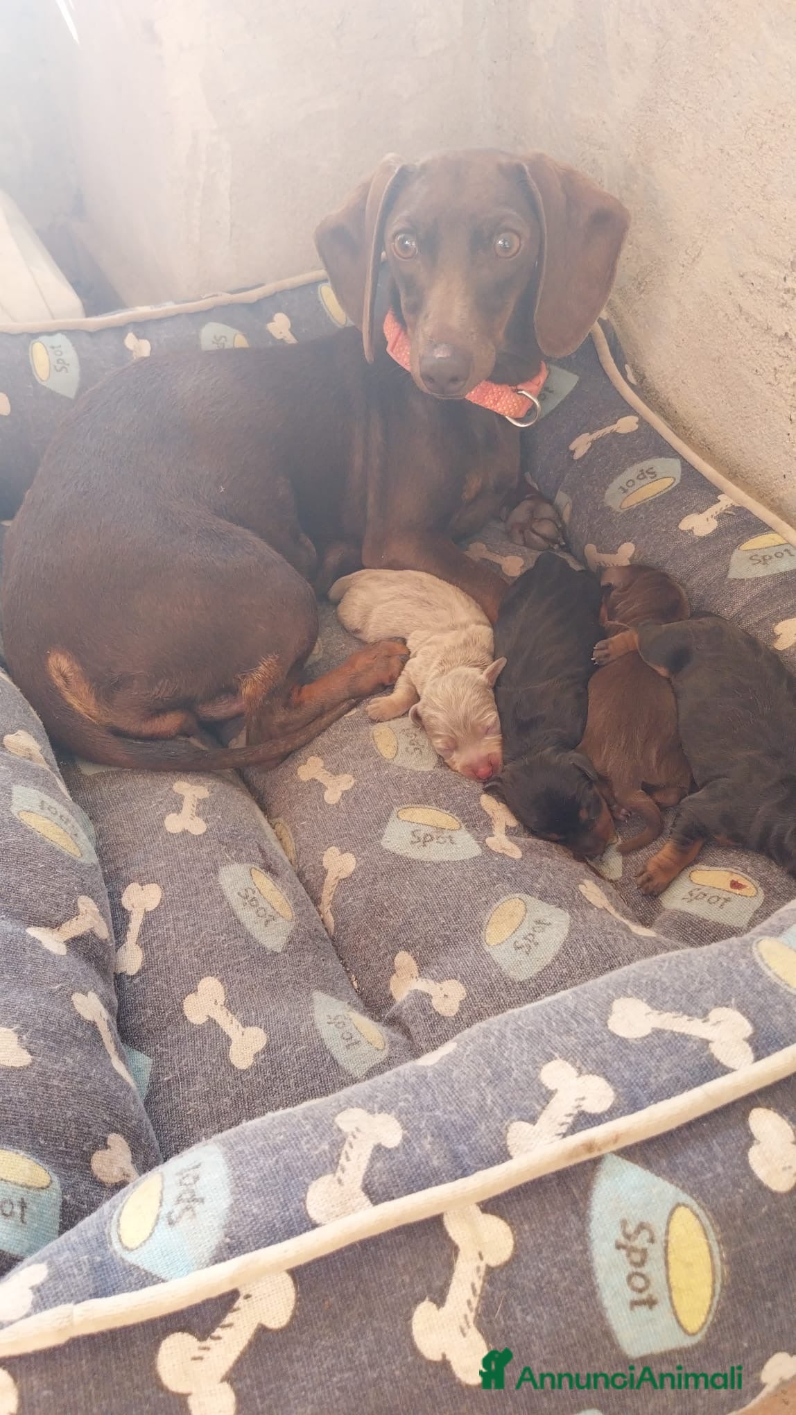 Bassotto cani Cuccioli di bassotto  - Annuncio 1