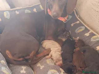 Bassotto cani Cuccioli di bassotto - Annuncio 1