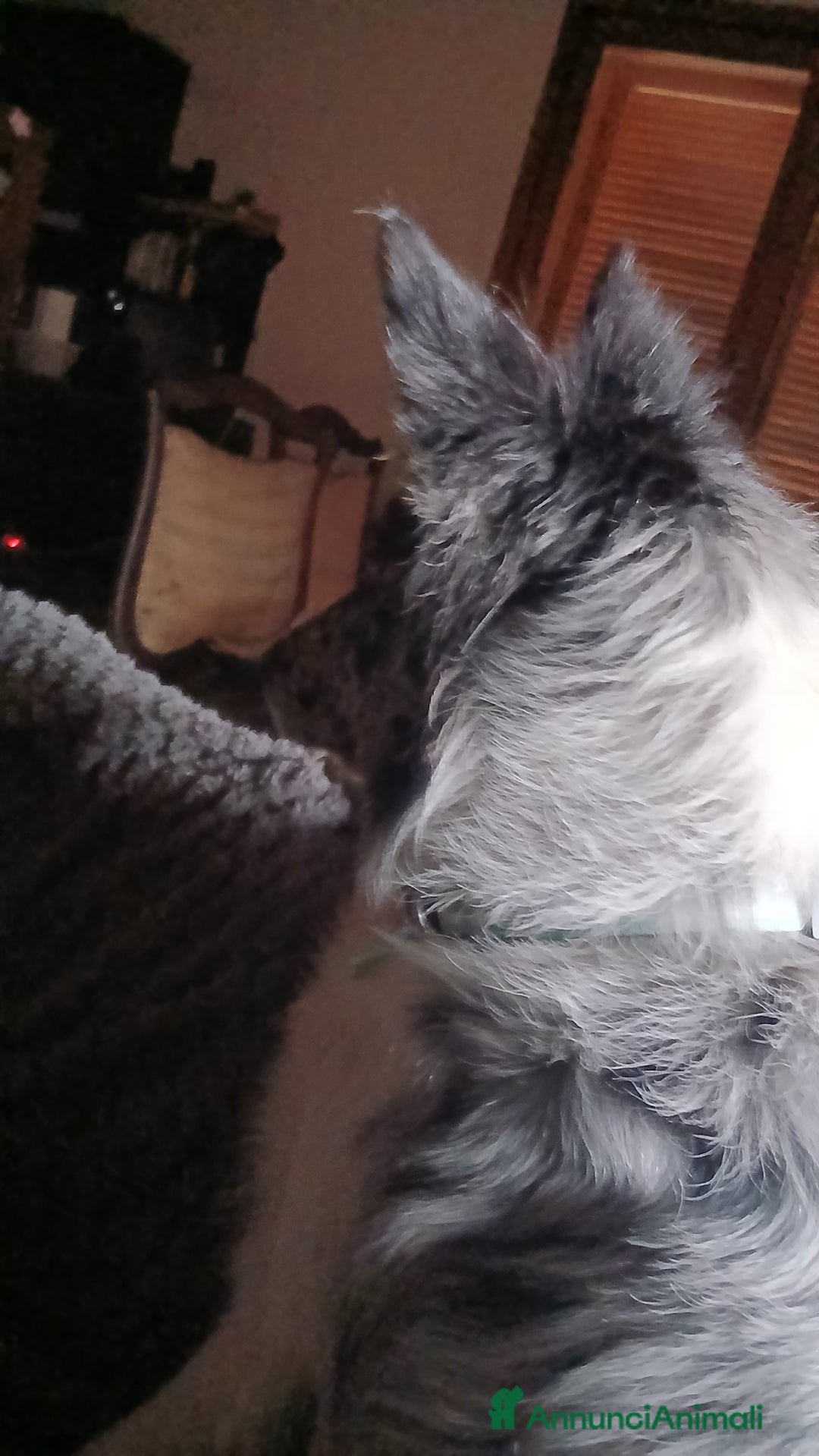 Australian Shepherd cani per accoppiamento: pastore australian della lessinia - Annuncio 5