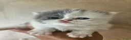 Persiano gatti in vendita: Gatto persiano  - Annuncio 2