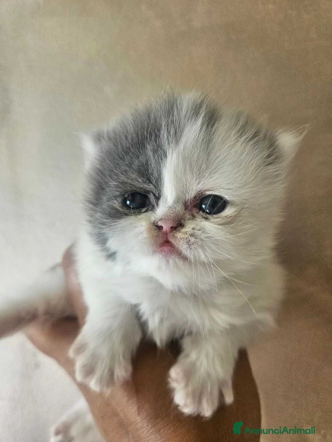 Persiano gatti in vendita: Gatto persiano  - Annuncio 2