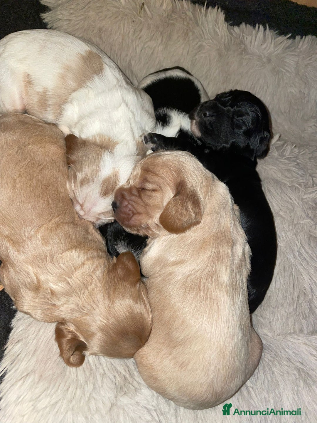 Cocker cani in vendita: Cuccioli di Cocker SpanielLinea Inglese Rari - Annuncio 11