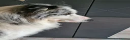 Border Collie cani per accoppiamento: Bellissimo Border con Pedigree per Accoppiamento a Provincia di Cremona - Annuncio 7