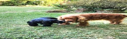 Cocker cani in vendita: Cucciolo di Cocker - Annuncio 5