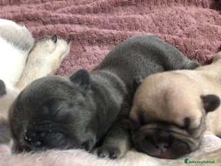 Bulldog Francese cani - Annuncio 30