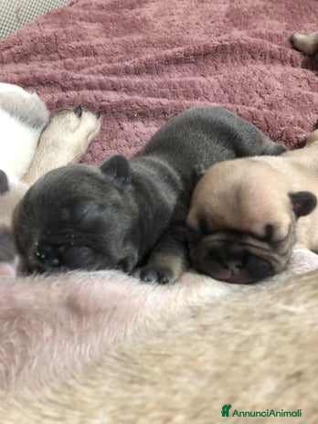 Bulldog Francese cani - Annuncio 3