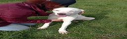 Meticcio cani in regalo: Help per Kazuz e Karl stanno crescendo in canile a Provincia di Latina - Annuncio 4