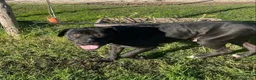 Bullmastiff cani in regalo: George, meraviglioso Pitt Bull Mastiff - Annuncio 6