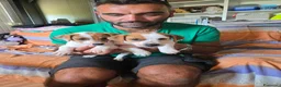 Jack Russell cani in vendita: Cuccioli jack russell terrier pelo liscio e ruvido - Annuncio 4