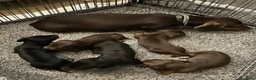 Bassotto cani in vendita: Bassotti NANI - Annuncio 14