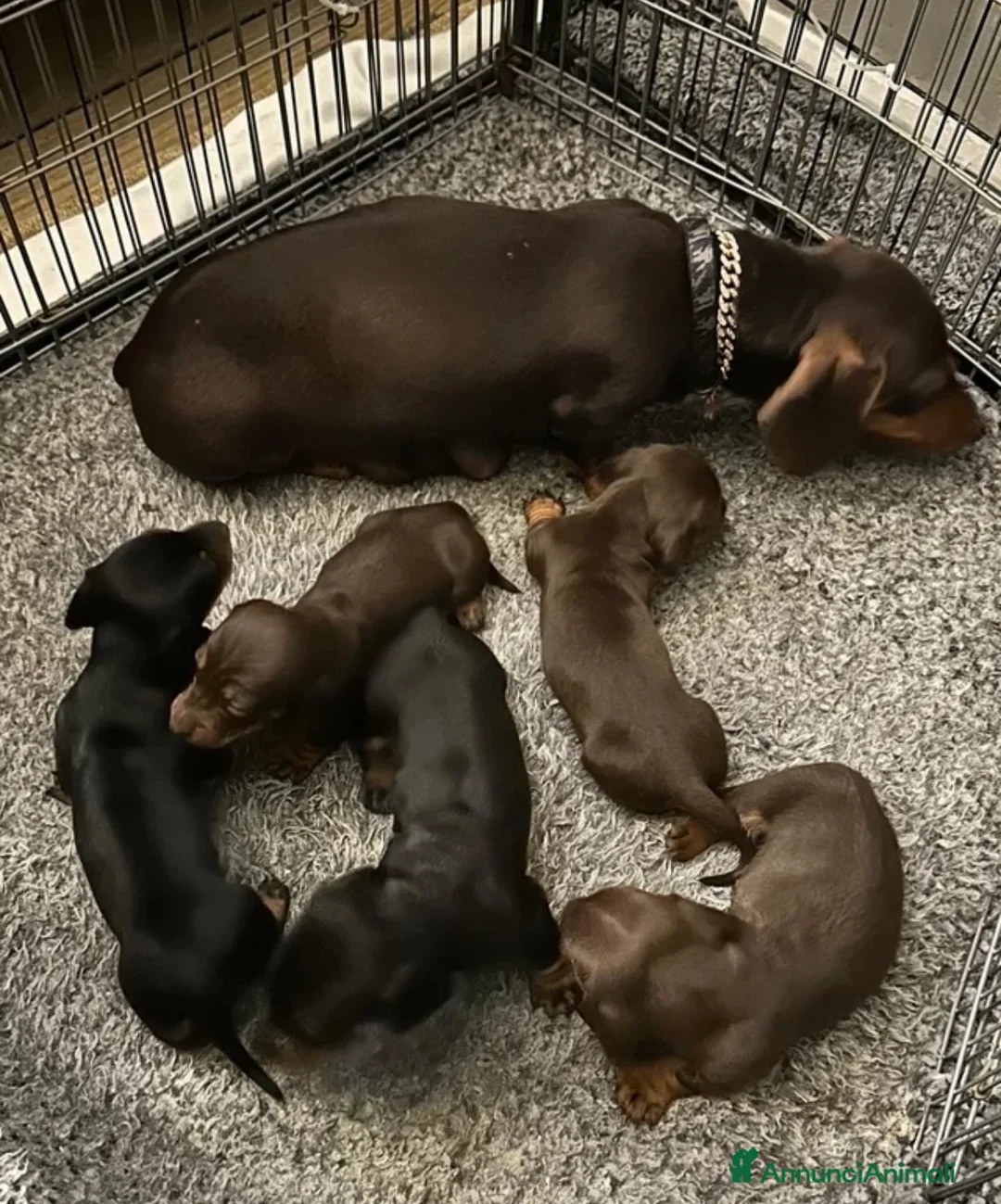 Bassotto cani in vendita: Bassotti NANI - Annuncio 14