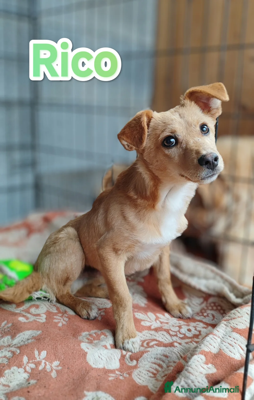 Meticcio cani in regalo: Cucciolo bellissimo taglia piccola a Provincia autonoma di Bolzano - Alto Adige - Annuncio 1