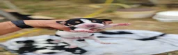 Beagle cani in vendita: Beagle - Annuncio 4