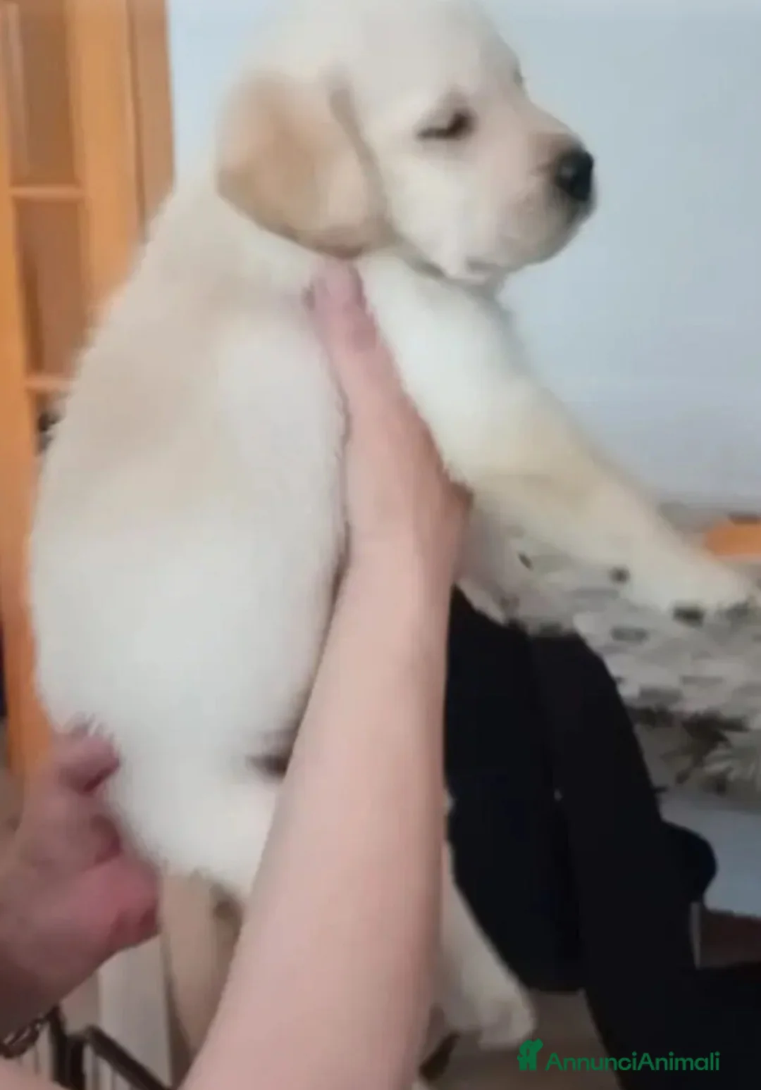 Labrador cani in vendita: Labrador Retriever Cuccioli - Annuncio 3