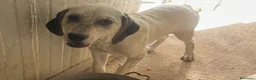 Meticcio cani in regalo: ADOTTACI - Annuncio 8