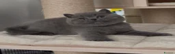 British gatti in vendita: British shorthair blu - Annuncio 7
