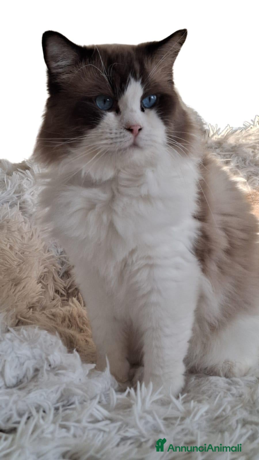 Ragdoll gatti Ragdoll con Pedigree  - Annuncio 1