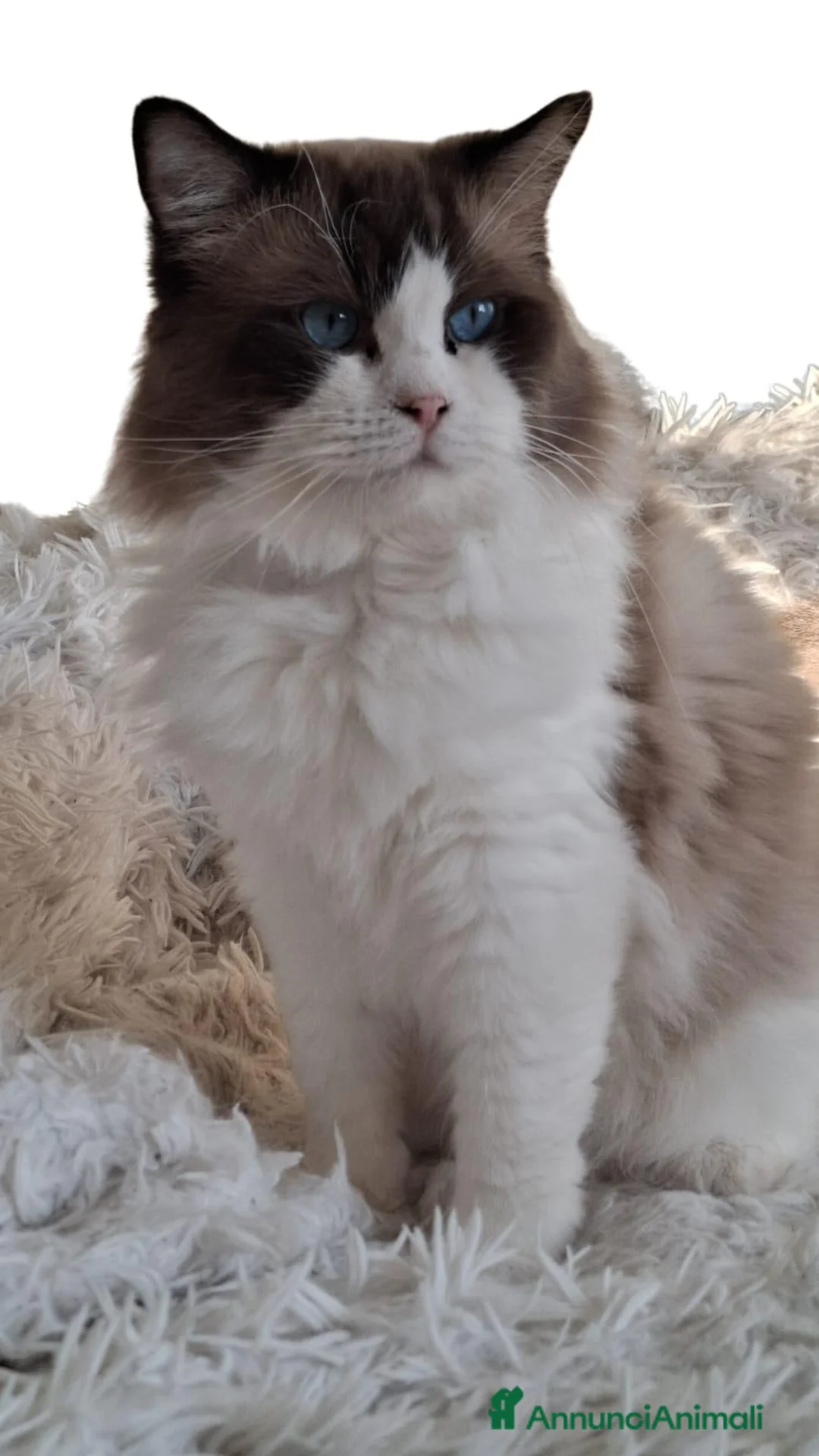 Ragdoll gatti in vendita: Ragdoll con Pedigree  - Annuncio 1