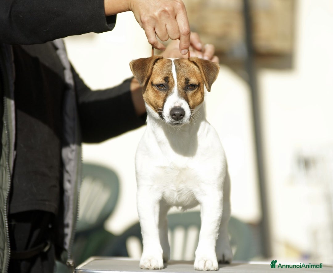 Immagine della galleria {{count}}