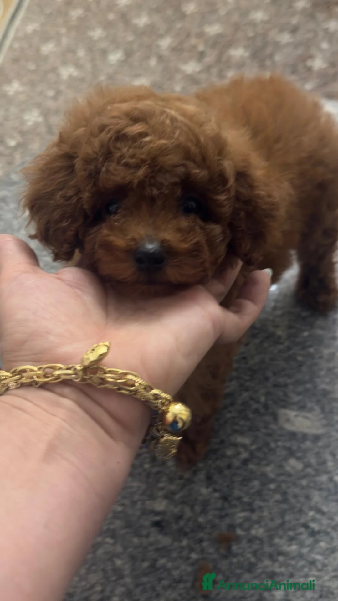 Barboncino Toy cani in vendita: Barboncini e Barboncine toy con pedegree Enci  a Provincia di Savona - Annuncio 1