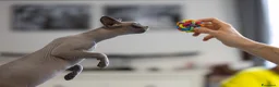 Sphynx gatti in vendita: Gatto sphynx in salute a Città Metropolitana di Bologna - Annuncio 4