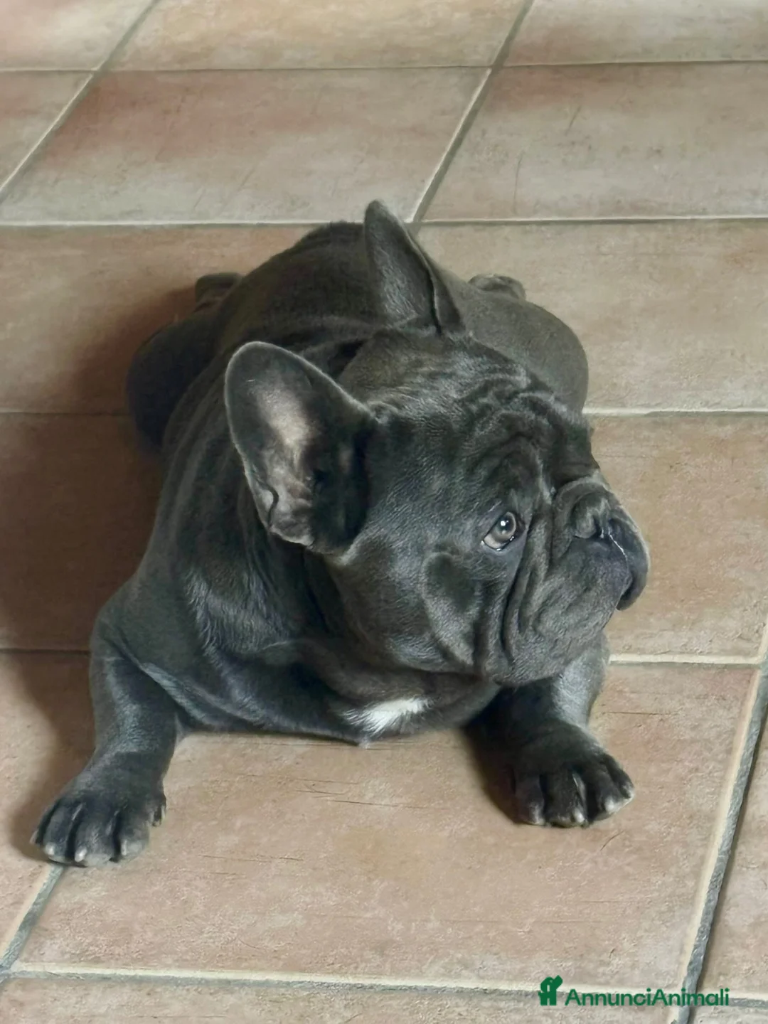 Bulldog Francese cani in vendita: Cuccioli di bulldog francese BLUE - Annuncio 2
