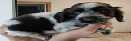 Cocker cani in vendita: Cuccioli Cocker spaniel inglese Blu roano  - Annuncio 8