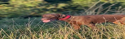 Dobermann cani in vendita: Dobermann maschio marrone fiammato a Provincia di Lecco - Annuncio 7